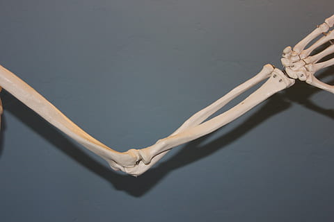closeup photo of human skeleton arm, elbow, anatomy, body, bone HD wallpaper