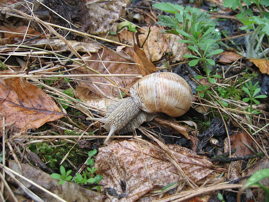 Snail, Leaves, Shell, Animal, Wildlife, zoology, species, wilderness HD wallpaper