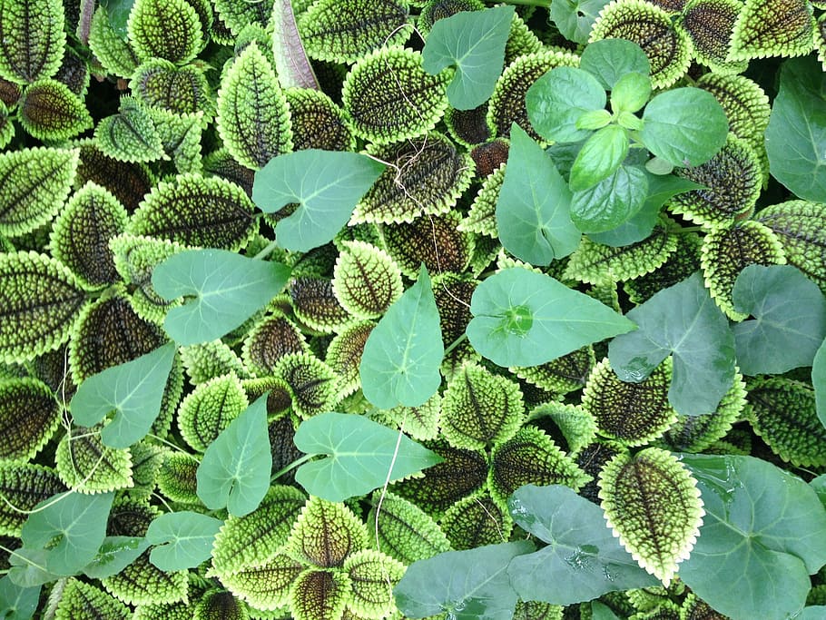 leaf, plant, grass, growth, green color, plant part, full frame HD wallpaper