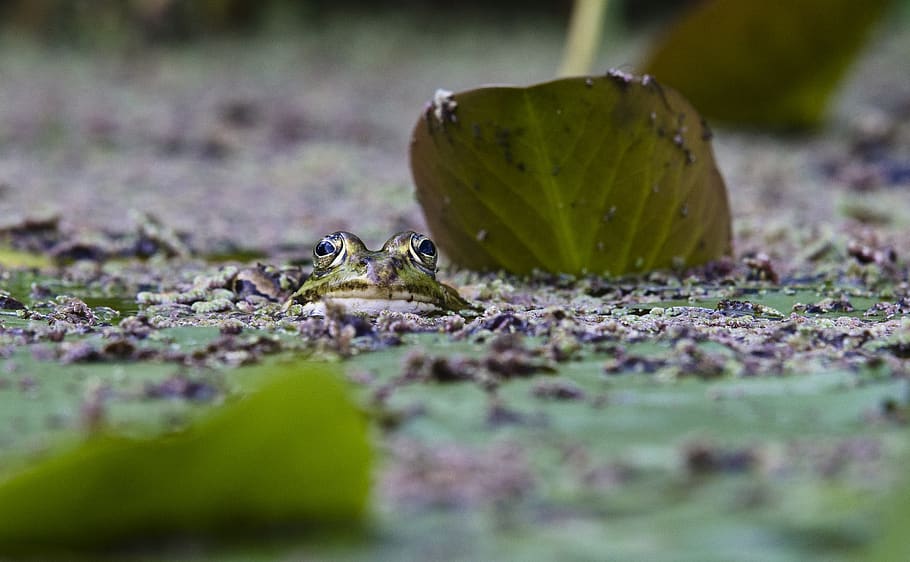 frog, pond, close up, selective focus, animal themes, animal wildlife HD wallpaper