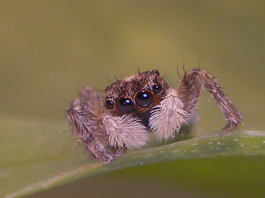 Spider, Macro, Insects, one animal, jumping spider, animal wildlife HD wallpaper