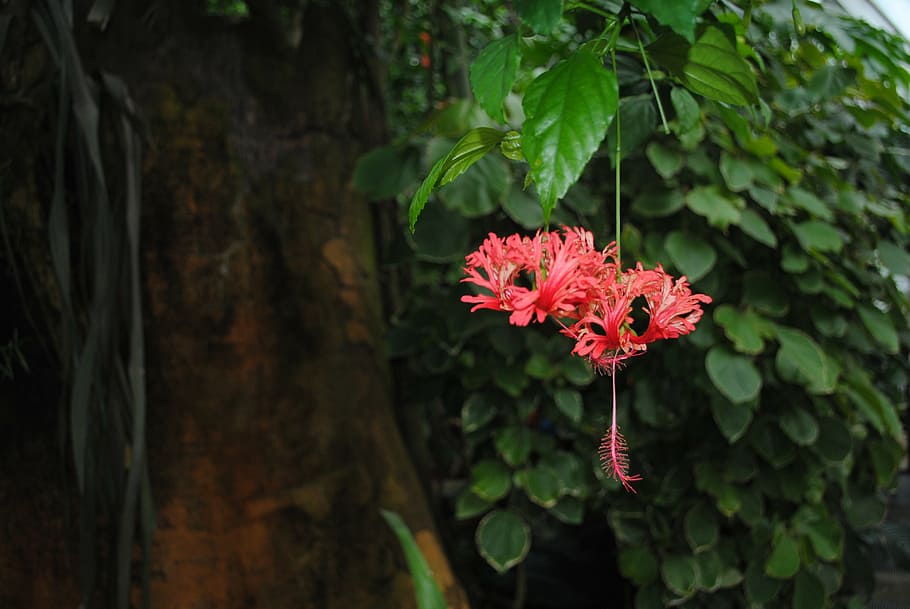trunk, flower, iris, nature, green, pink, plant, leaves, tree HD wallpaper