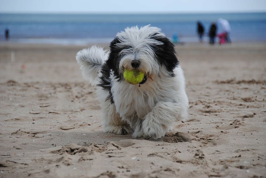 dog standing on brown sand while sucking green ball, beach, puppy