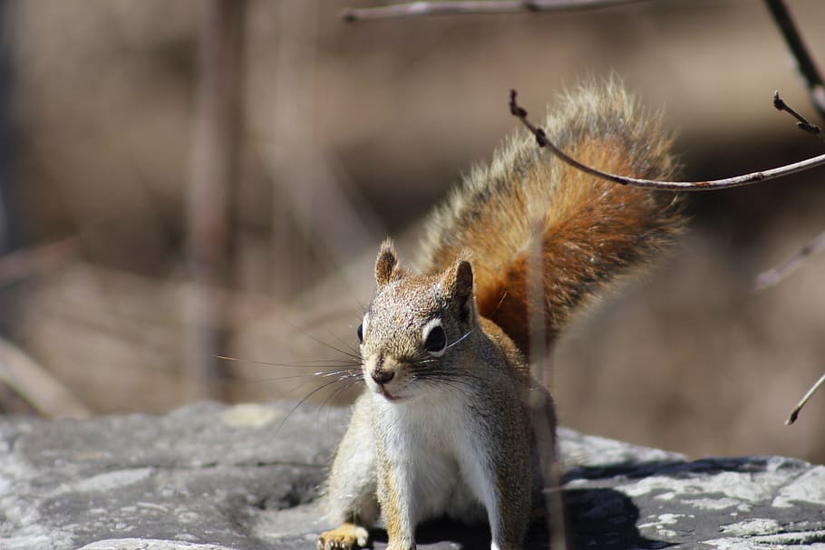 Squirrel, Animal, Wild, one animal, snow, animals in the wild HD wallpaper