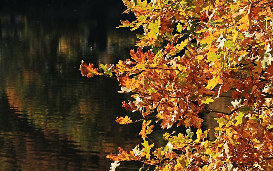 tree beside body of water, fall leaves, autumn, mood, true leaves, HD wallpaper