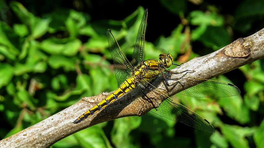 dragonfly, macro, nature, insect, national sanctuary tabaconas HD wallpaper