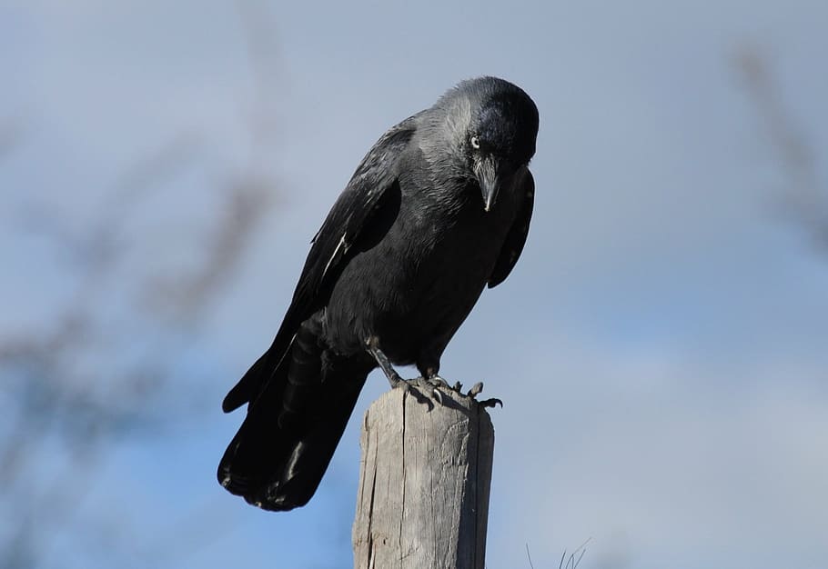 black bird during daytime, jackdaw, sitting, raven bird, one animal HD wallpaper