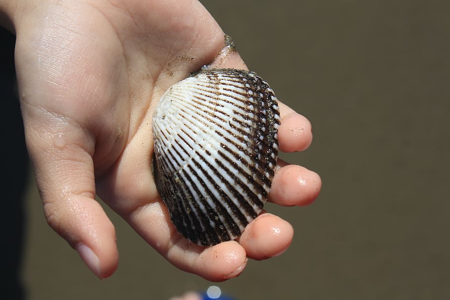 shell, seashell, shellfish, hand, human hand, human body part HD wallpaper