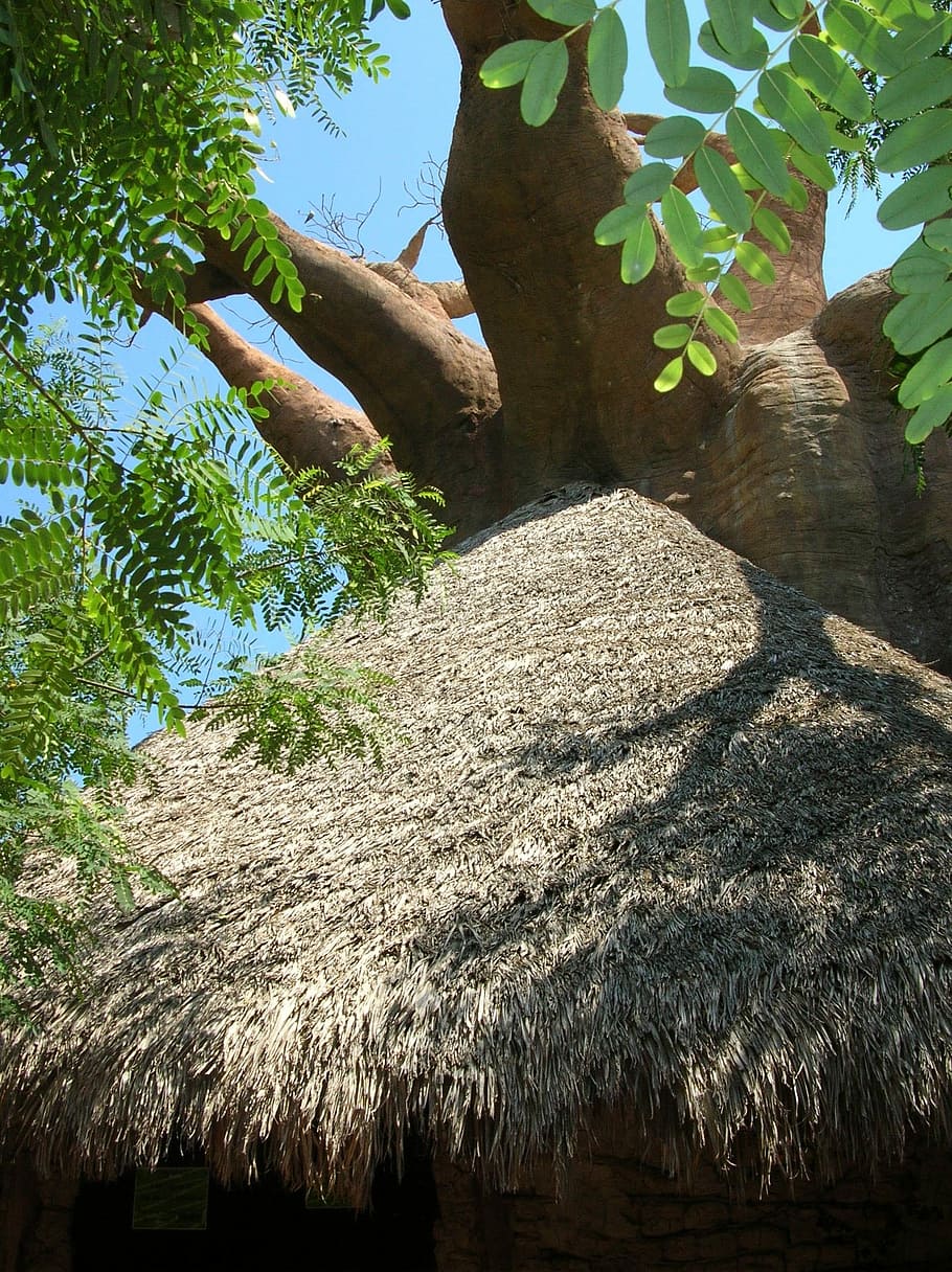 Baobab, Tree, Crooked, Cottage, Straw, no people, day, outdoors HD wallpaper