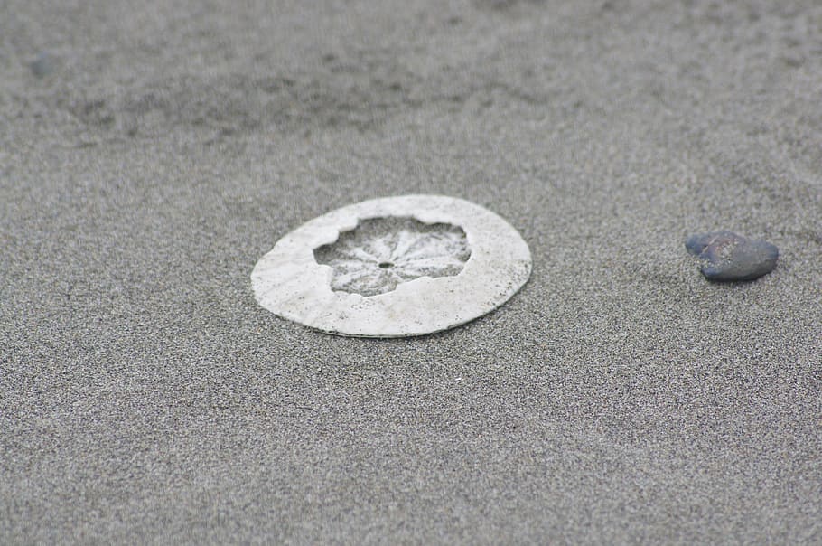sanddollar, clypeasteroida, beach, sandy, shade, winter, broken HD wallpaper