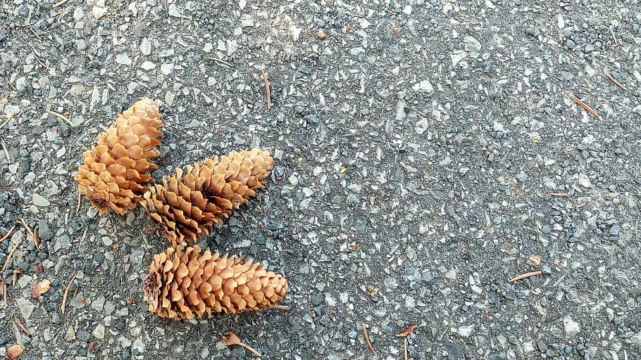 pine, tree, season, pine trees, nature, day, no people, high angle view HD wallpaper