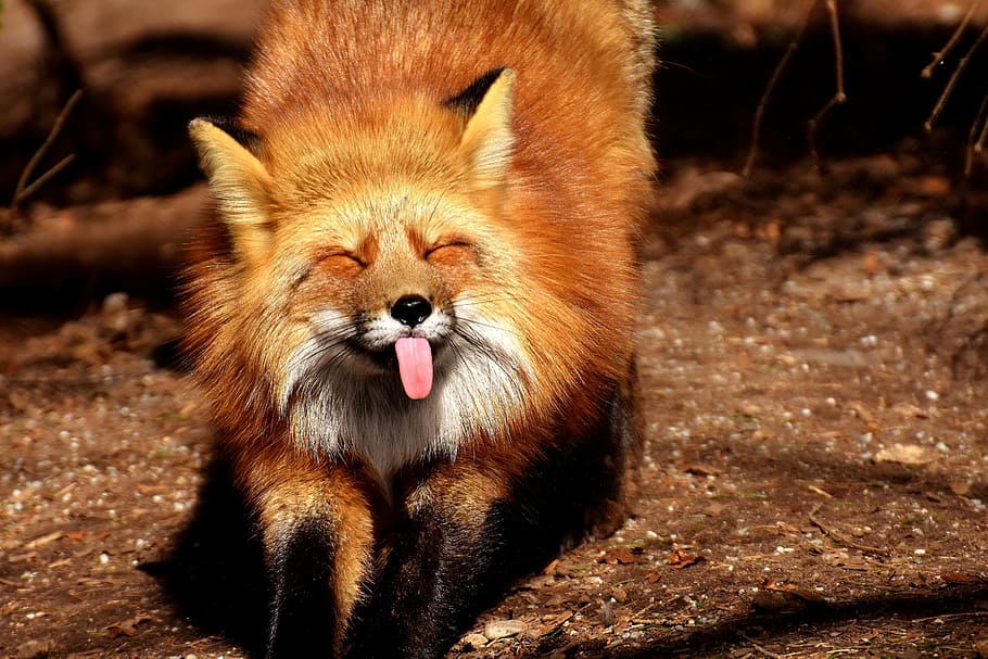 shallow focus photography of orange fox, fuchs, funny, tongue