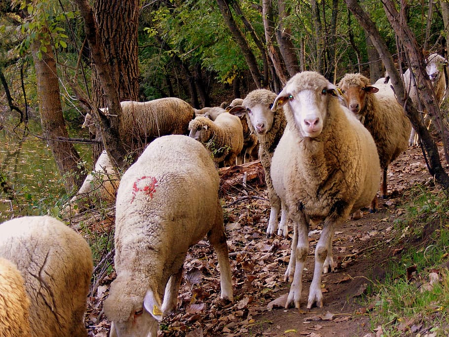 sheep, the flock, forest, mammal, animal themes, livestock HD wallpaper