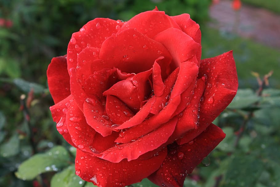 rose, red, red rose, green, single, flower, flowering plant HD wallpaper