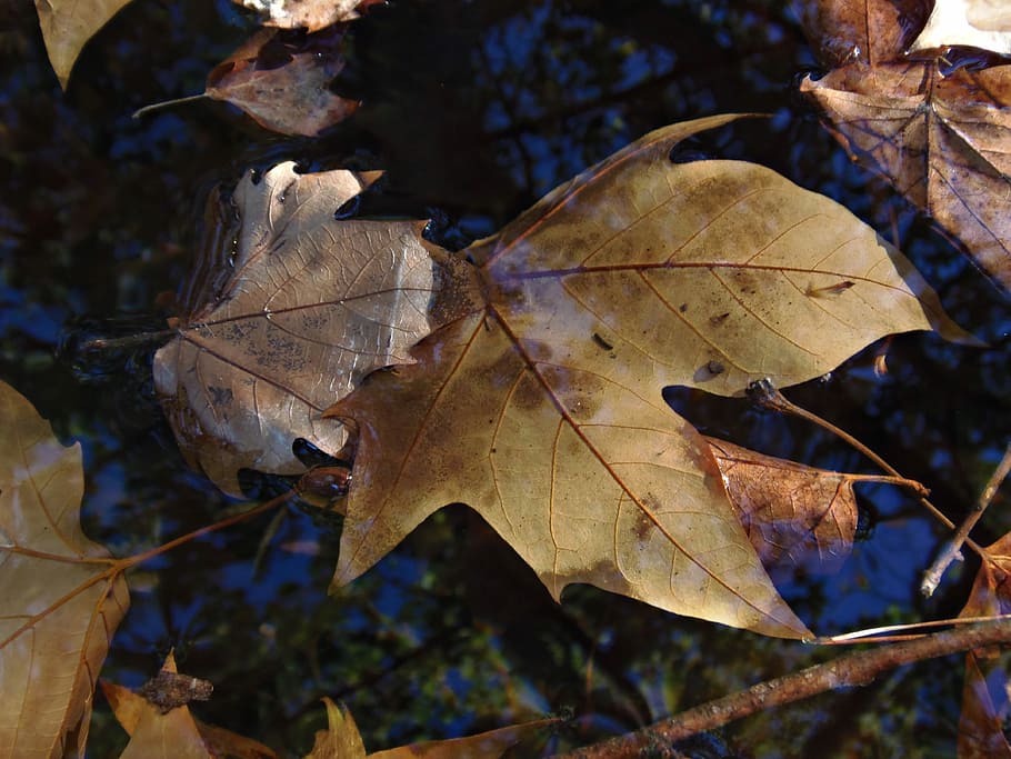 Autumn, Leaves, Water, Sunset, Brown, float, reflection, autumn leaves, HD wallpaper