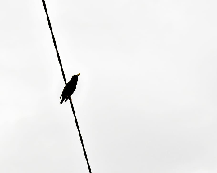 black bird on black wire, black bird on wire, sky, looking up HD wallpaper