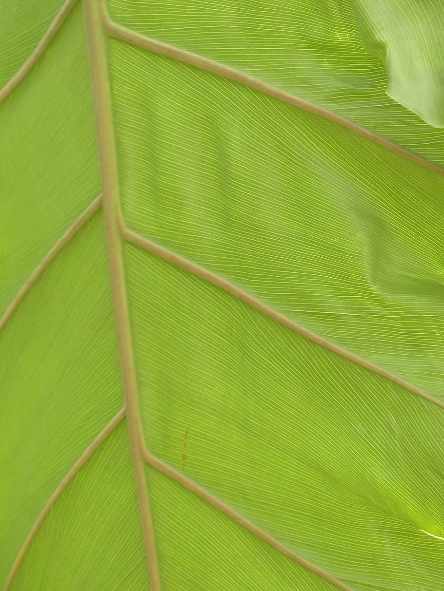 leaf veins, large, green, philodendron, tree philodendron, tree friend HD wallpaper