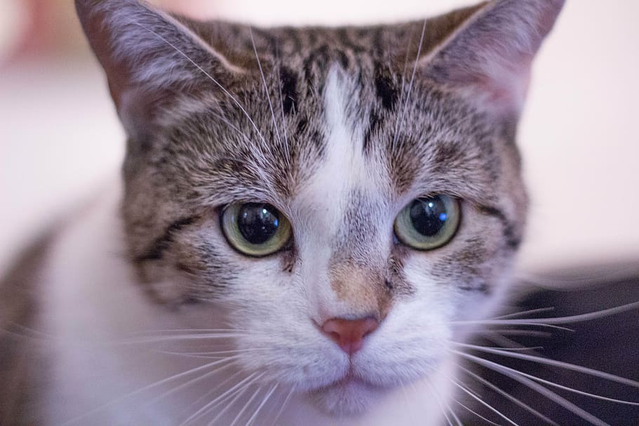 cat, kitty, kitten, pets, domestic Cat, animal, cute, looking HD wallpaper
