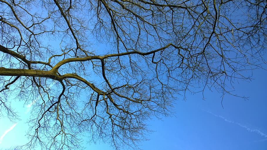 sky, blue, aesthetic, tree, branch, bare tree, plant, low angle view HD wallpaper