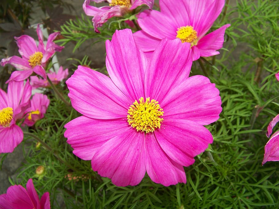 Pink Green Plant