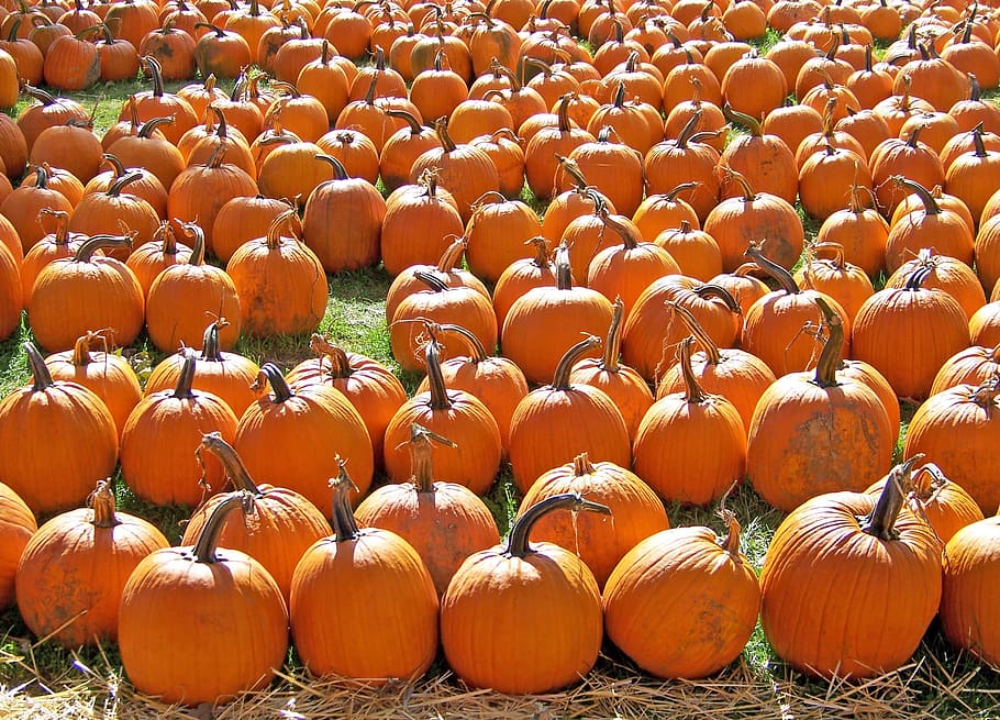 orange pumpkins on green grass during daytime, Patch, Autumn, Fall HD wallpaper