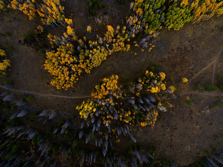 aerial photo of yellow flowers, aerial view of yellow and black forest HD wallpaper