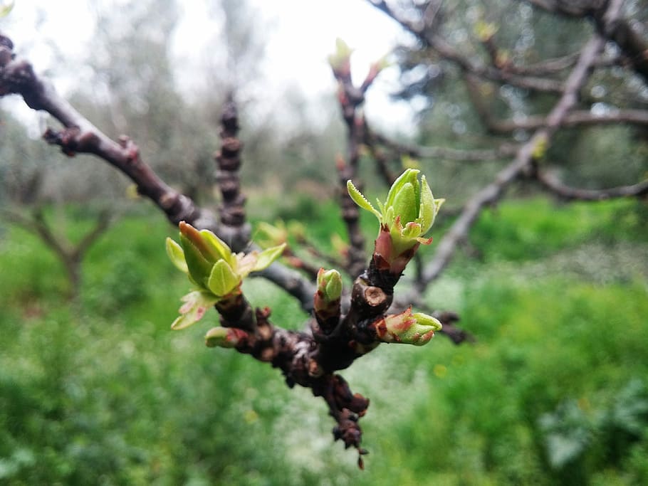 βερυκοκιά, start sprouting, vegetation, spring, greece HD wallpaper