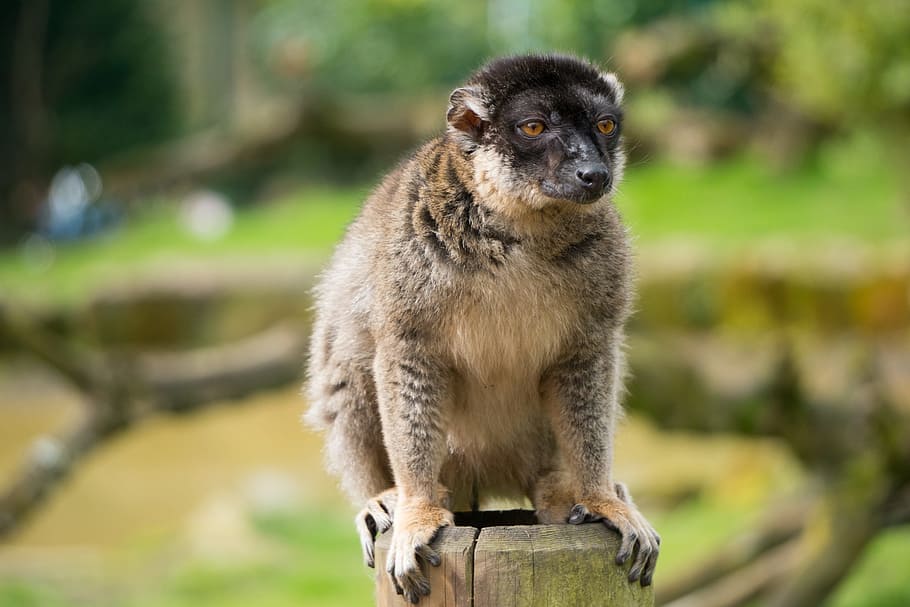 red, fronted, lemur, nature, outdoors, wildlife, one animal HD wallpaper
