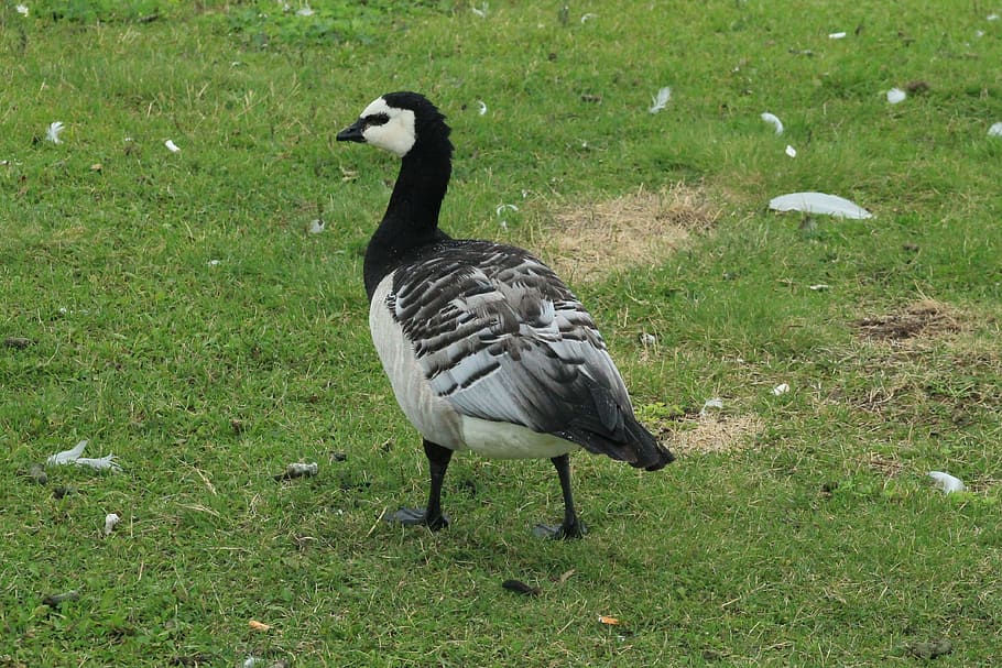 Goose, White-Faced, bird, animals in the wild, animal themes HD wallpaper