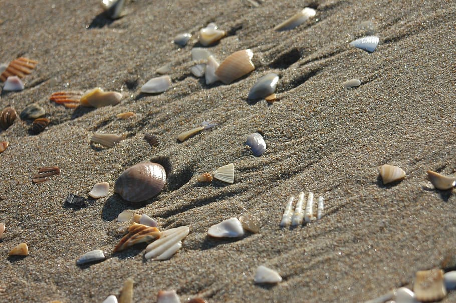 Beach, Shells, Sand, pebble, large group of objects, no people HD wallpaper