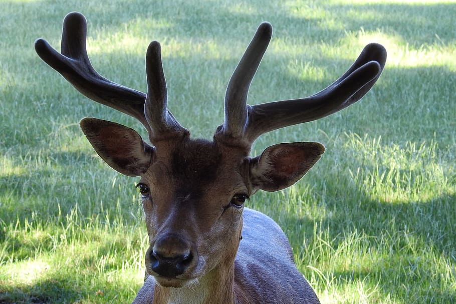 Hirsch, Antler, Fallow Deer, Scheu, forest animal, wild, wildlife photography HD wallpaper