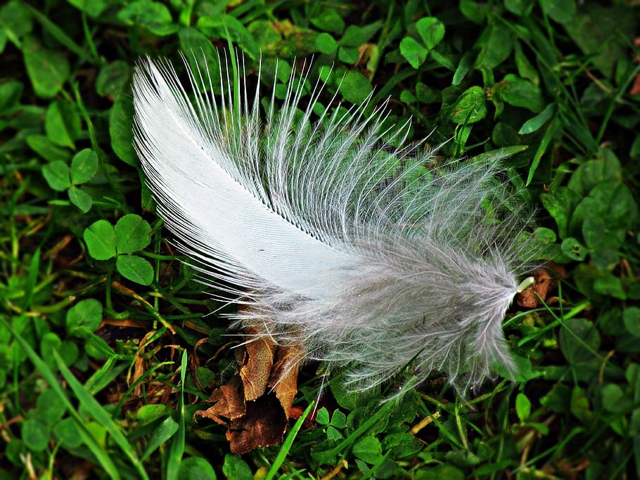 a feather, grass, fly, pen, lightness, vulnerability, fragility HD wallpaper