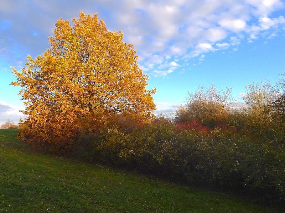 orange maple tree under dramatic clouds, landscape, sky, autumn HD wallpaper