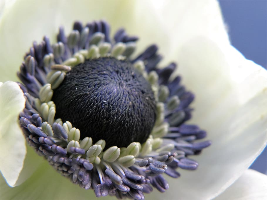 flower, blue, stamens, macro, flowering plant, freshness, beauty in nature HD wallpaper