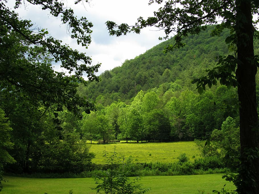 mountain, trees, shrubs, nature, meadow, landscape, green, scenery HD wallpaper