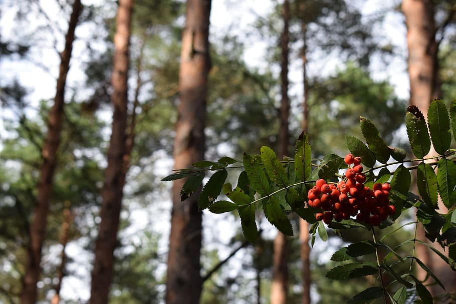 rowan, berries, berry, forest, nature, summer, rowanberry, green HD wallpaper