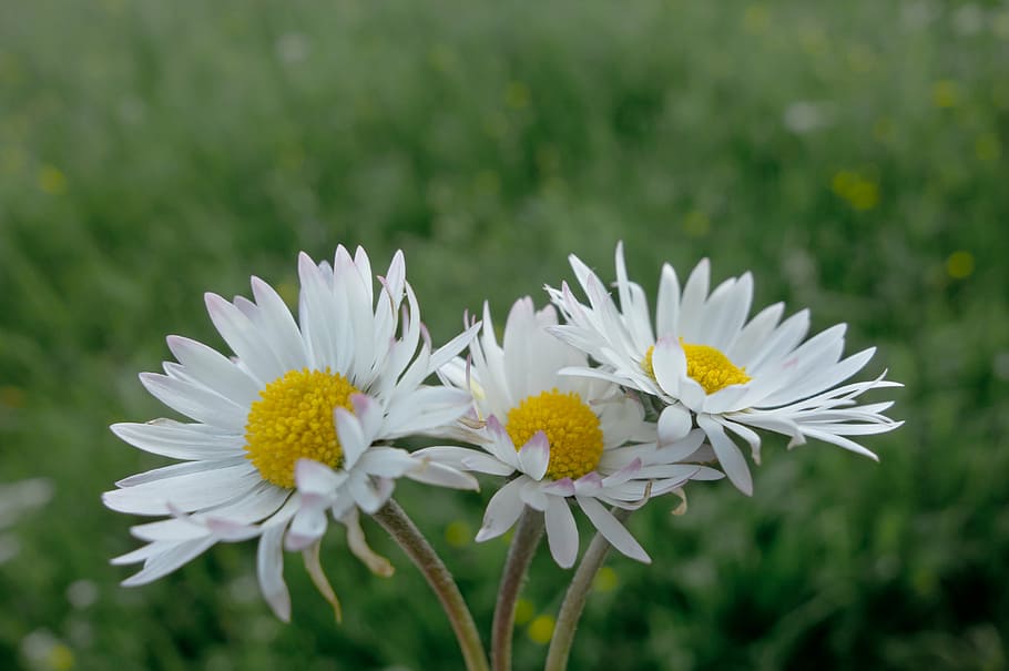 daisy, flowers, meadow, spring, daisies, flower meadow, flowering plant HD wallpaper