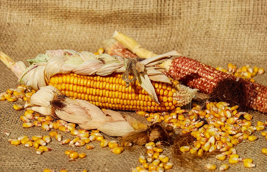 two corn cobs placed on beige sack, piston, corn kernels, yellow HD wallpaper
