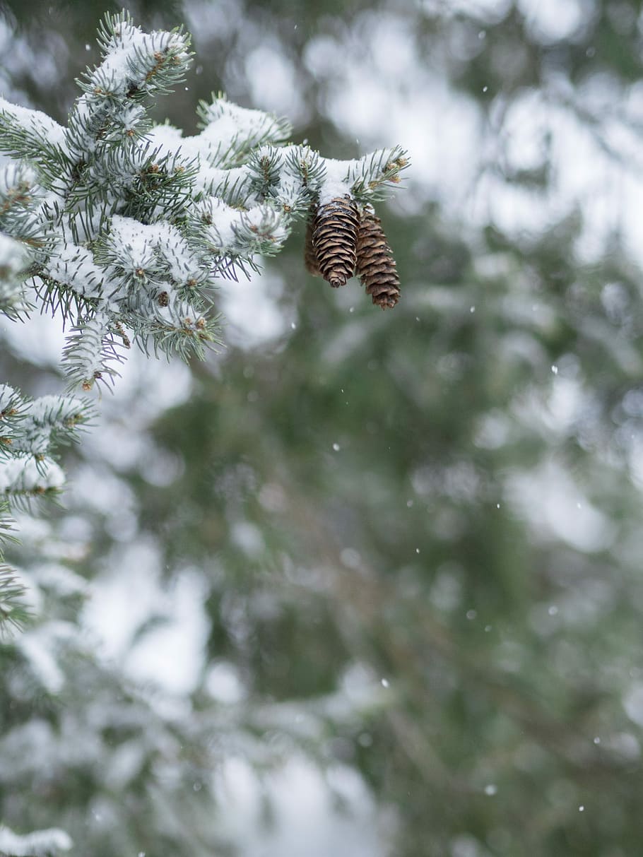 tilt-shift photography of green leafed tree, pine coon and glacier tree at daytime HD wallpaper