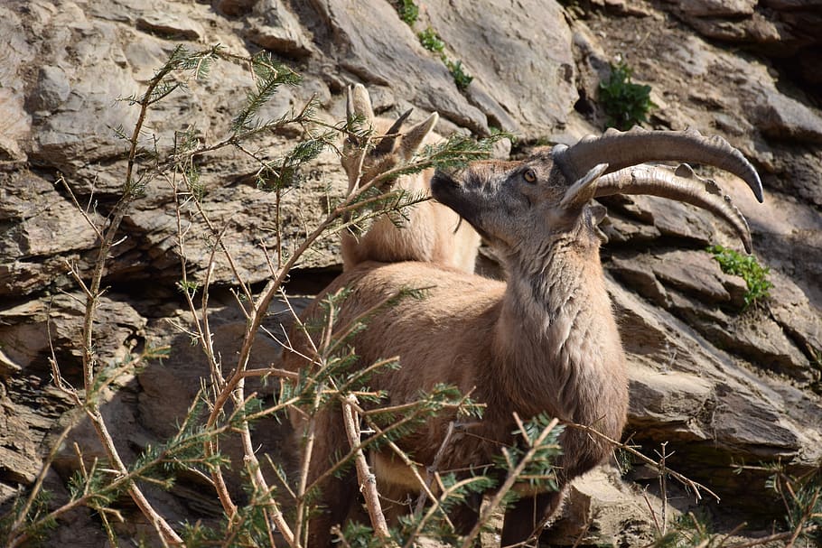 nature, animals, rock, tree, animal themes, animal wildlife HD wallpaper