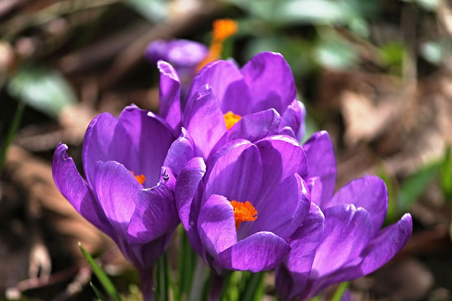shallow focus photography of flower, crocus, crocus flowers HD wallpaper