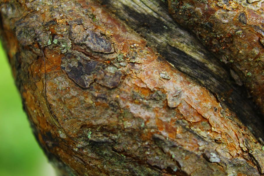 tree, texture, coffee, close-up, tree trunk, plant, textured HD wallpaper