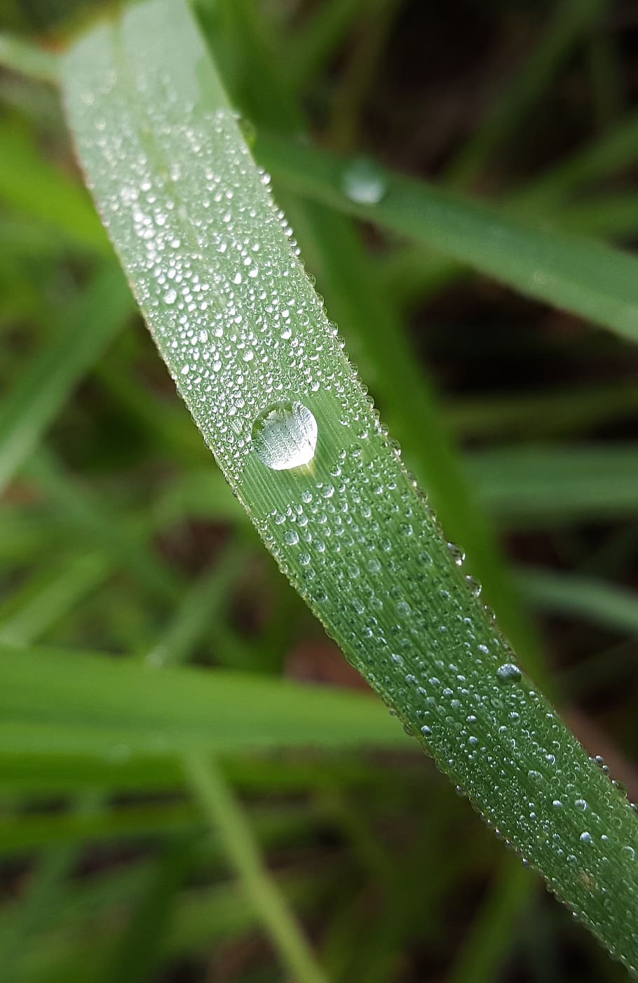 HD wallpaper: grass, blade of grass, dew, dew drop, morning dew, wet ...