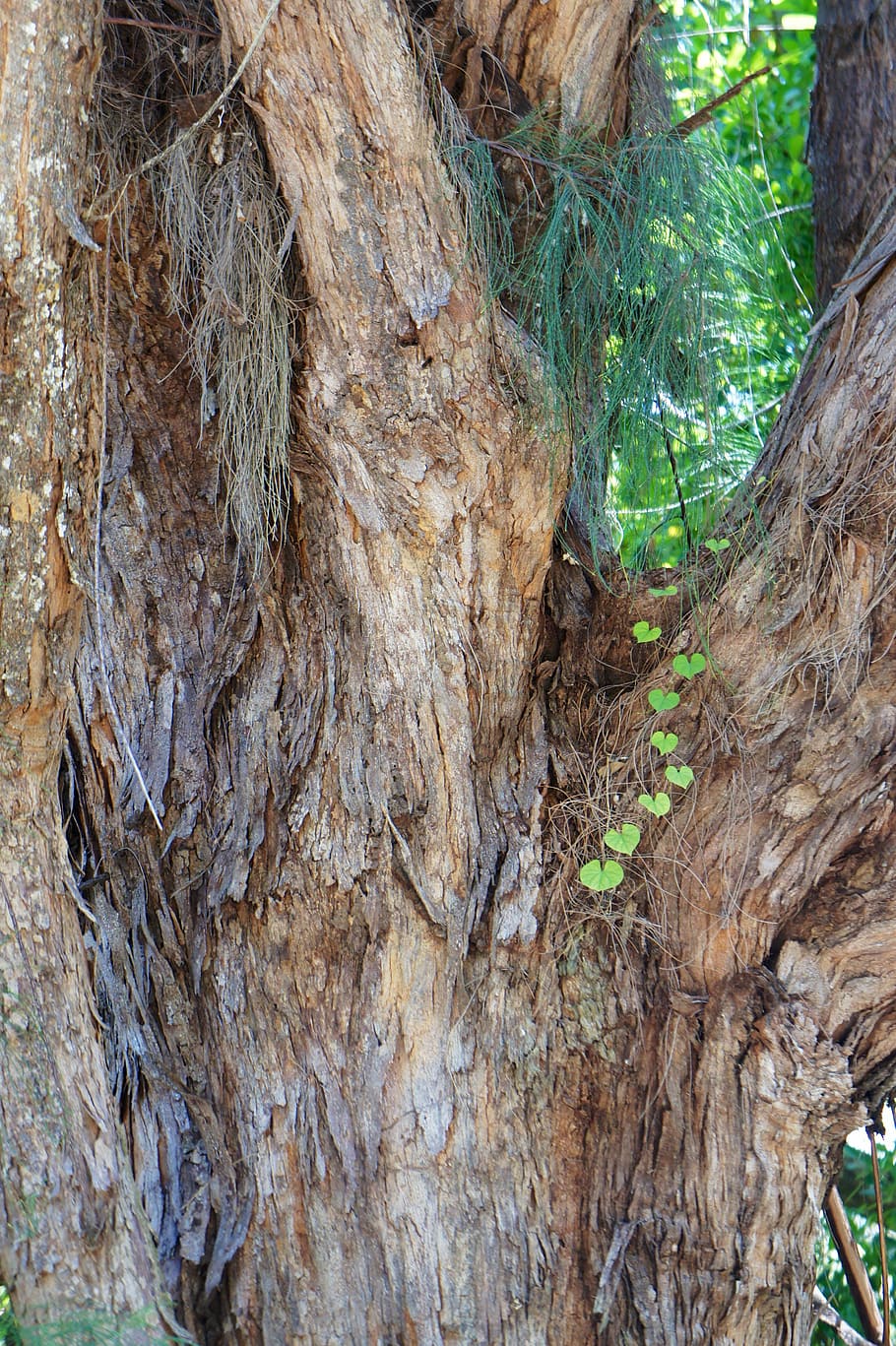 tribe, tree, crown, green, branches, forest, nature, plant HD wallpaper
