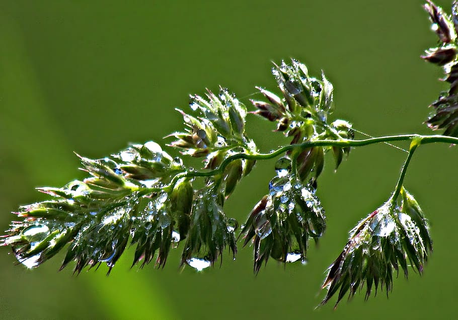 grass, drops, rosa, rain, nature, green, meadow, morning, water HD wallpaper