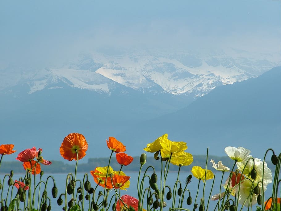 selective focus photography of flowers, switzerland, lake geneva, HD wallpaper