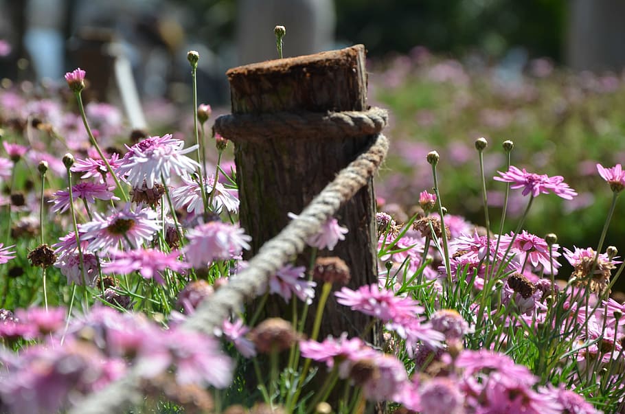 spring, day, wild, flower, flowering plant, pink color, freshness HD wallpaper