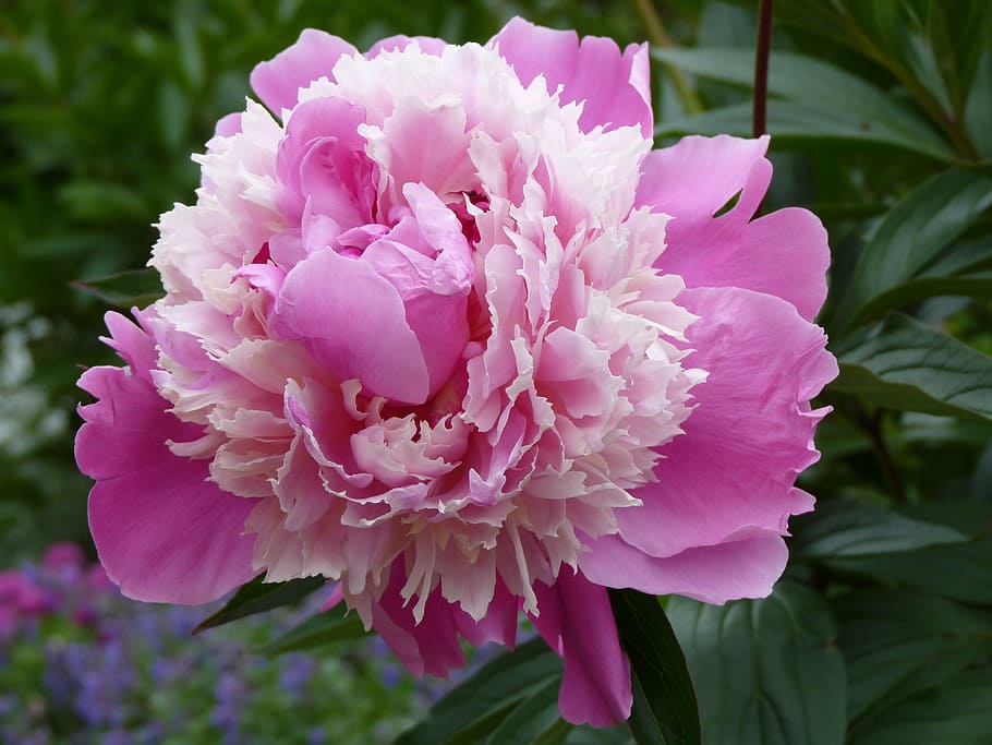 pink flower, peony, flowering plant, pink color, petal, fragility HD wallpaper