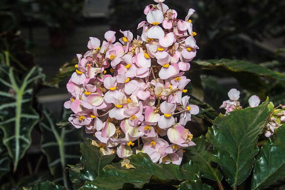 flower, blossom, bloom, close, plant, color, orange, flowering plant HD wallpaper