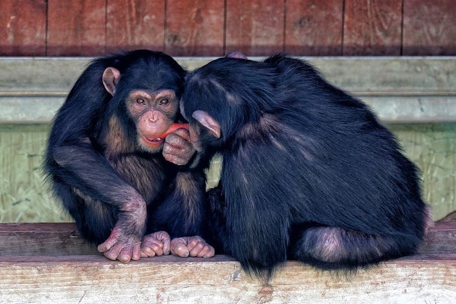 primate, monkey, ape, mammal, portrait, cute, zoo, funny, chimpanzee HD wallpaper